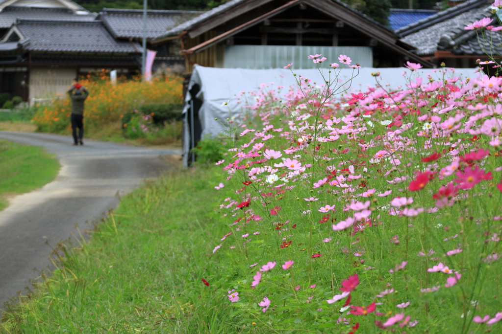 清住コスモス畑