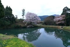 ジラカンス桜 