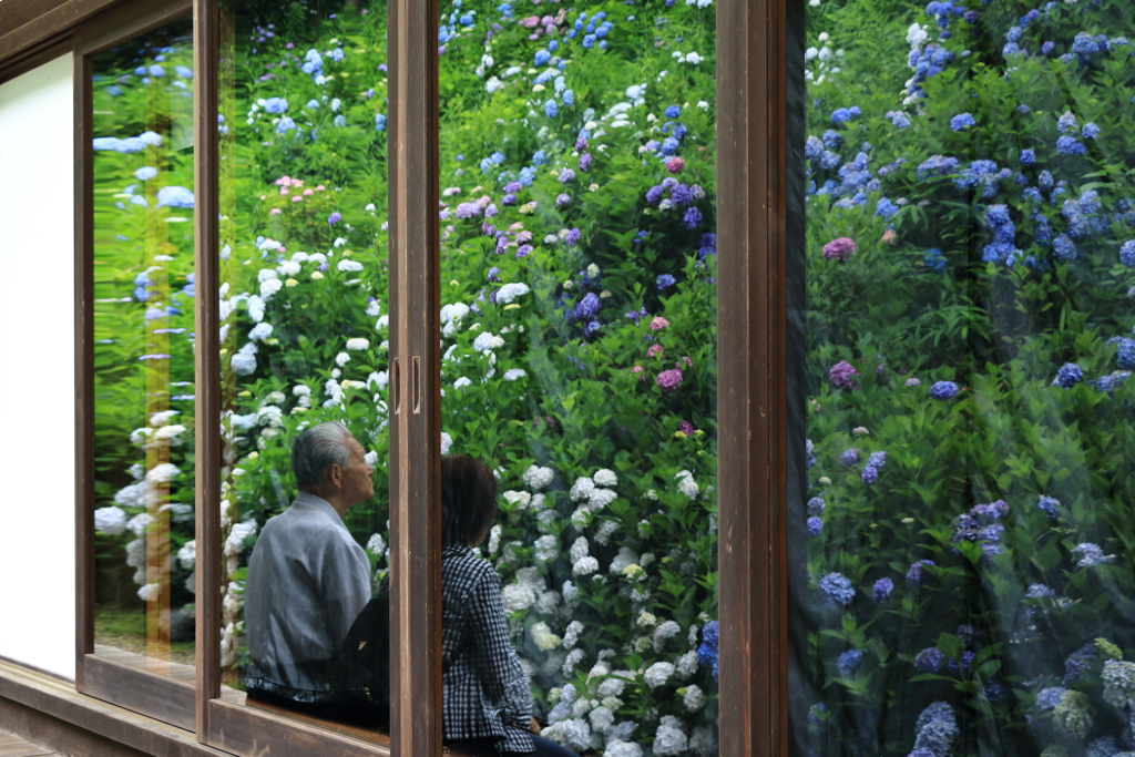 観音寺の紫陽花