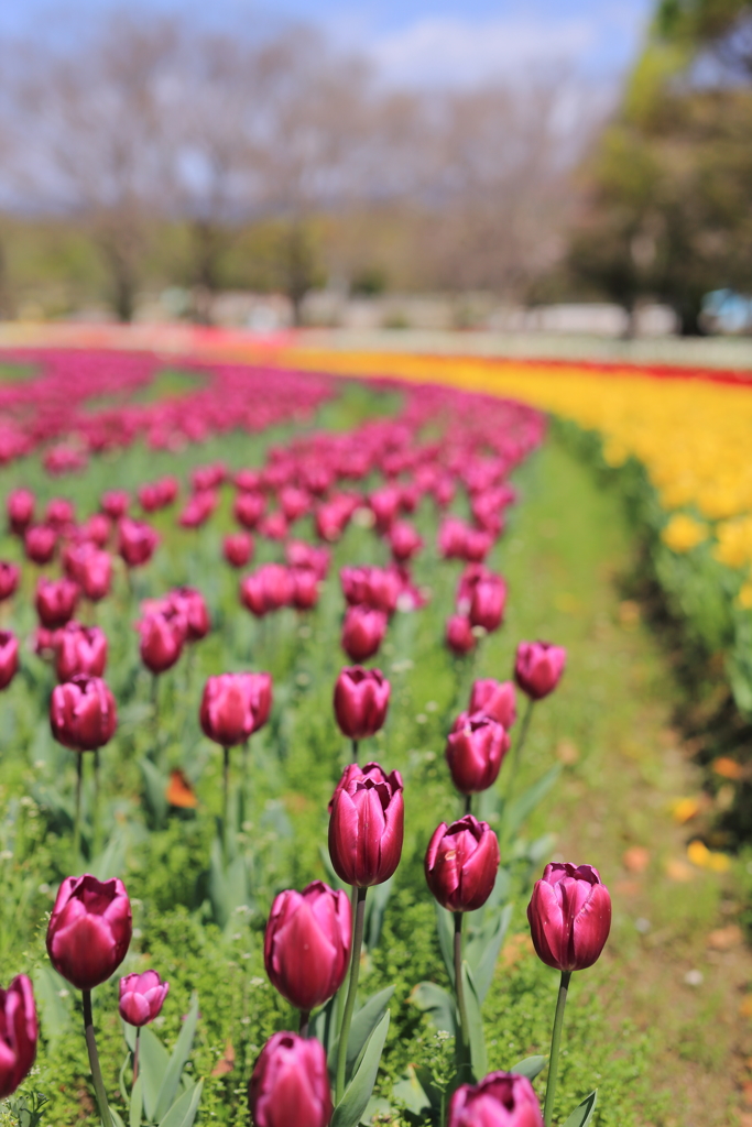 万博公園で