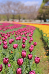 万博公園で