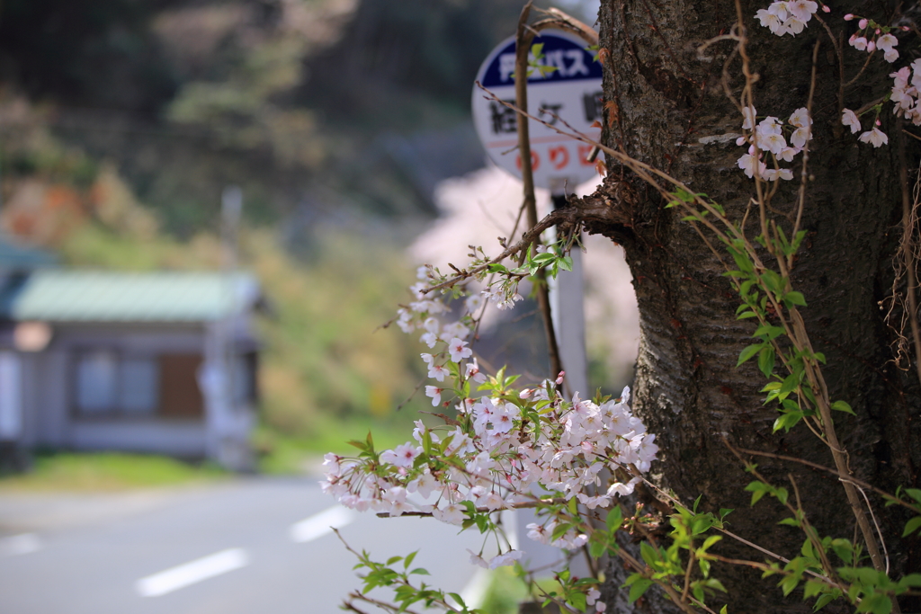 経ヶ岬