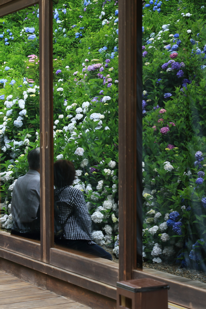 観音寺の紫陽花