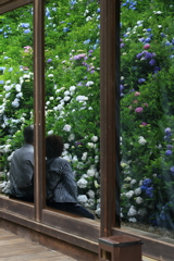 観音寺の紫陽花