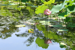 万博公園