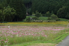 清住コスモス畑