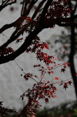 千丈寺湖の紅葉