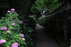 観音寺の紫陽花