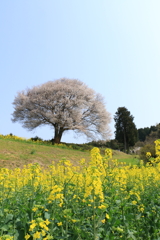 馬場の桜