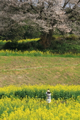 馬場の桜