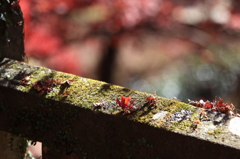 仁比山神社