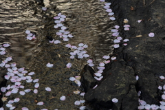 蕨野棚田で