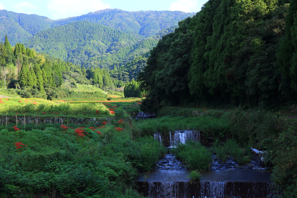 佐賀の彼岸花