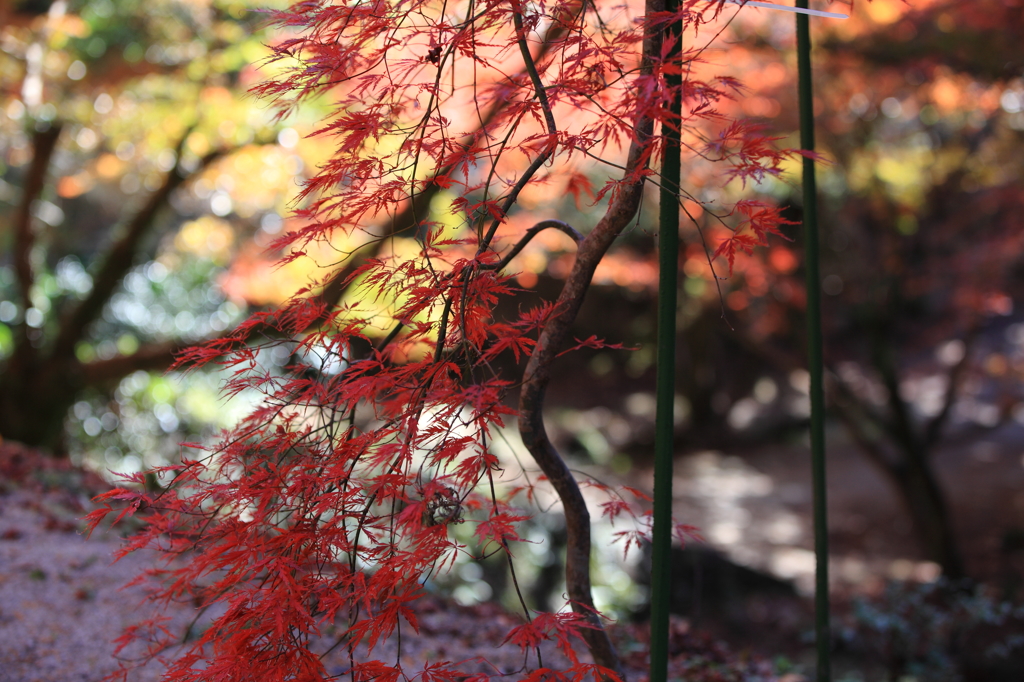 仁比山神社