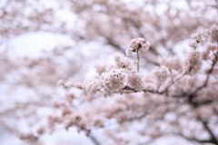 大野ダム
