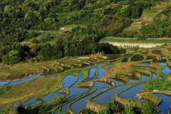 大浦の棚田