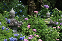 観音寺の紫陽花
