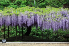 白毫寺
