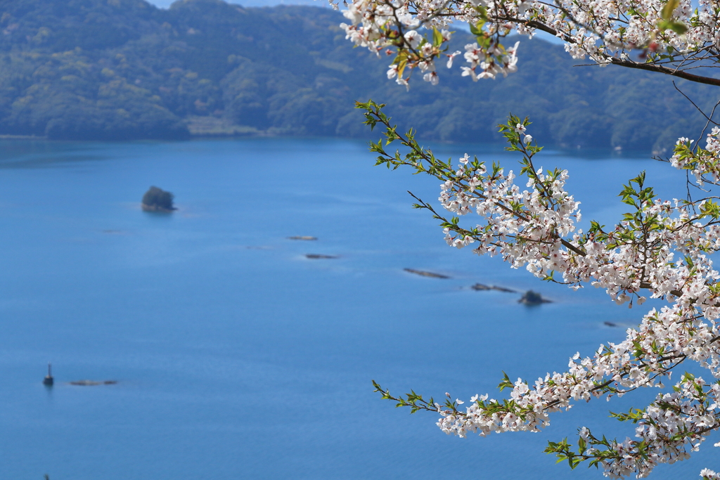 桜と海