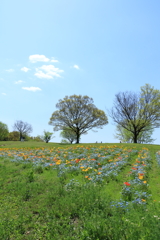万博公園で