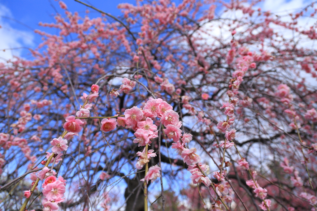 万博公園
