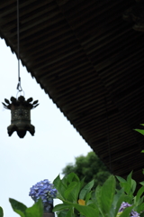 観音寺の紫陽花