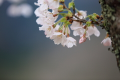 大野ダム