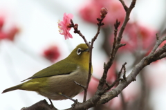 万博公園で
