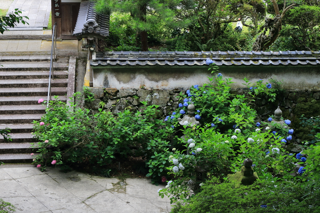 観音寺の紫陽花