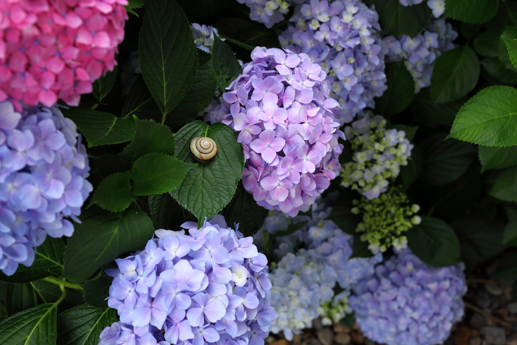 観音寺の紫陽花