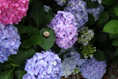 観音寺の紫陽花