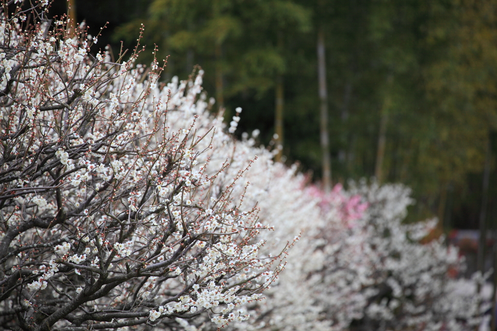 万博公園