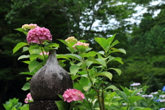 観音寺の紫陽花