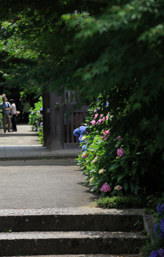 福知山　紫陽花寺