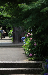 福知山　紫陽花寺