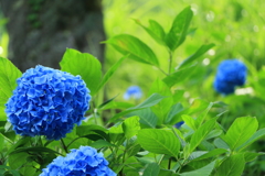 大野ダムの紫陽花