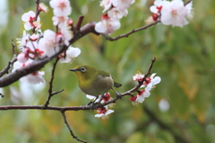 万博公園で