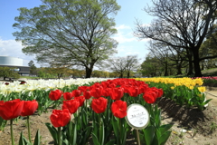 万博公園で