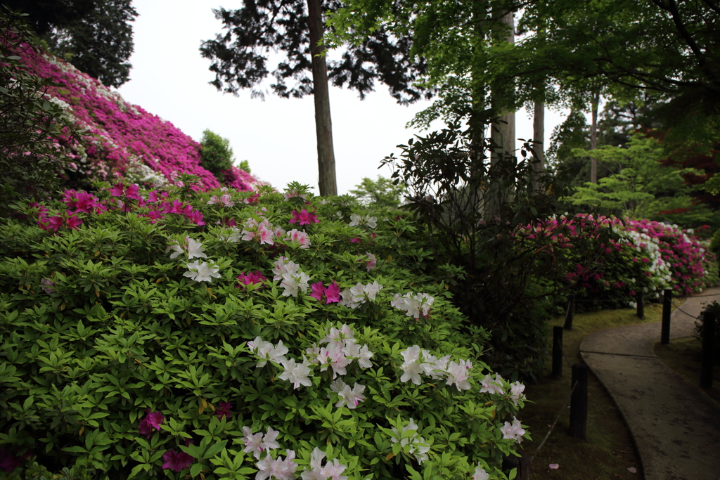 三室戸寺　