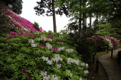 三室戸寺　