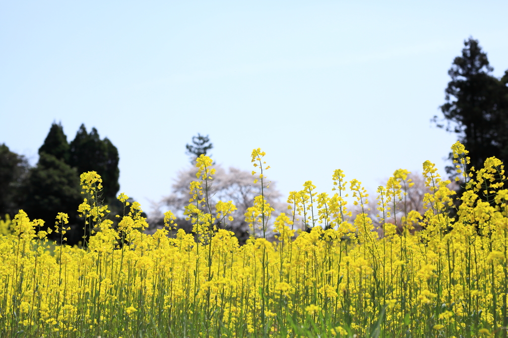 ジラカンス桜