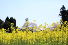 ジラカンス桜