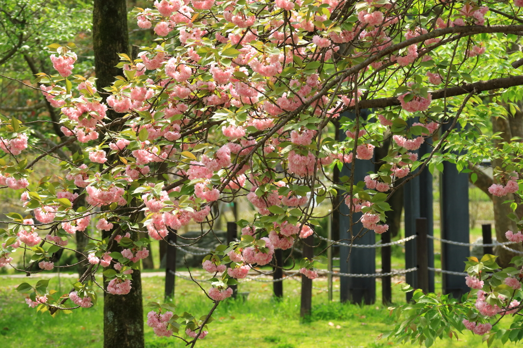 万博公園で