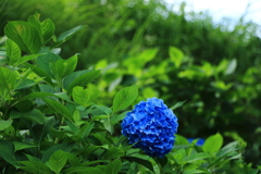 大野ダムの紫陽花