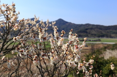 牛尾梅林
