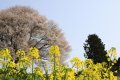 馬場の桜