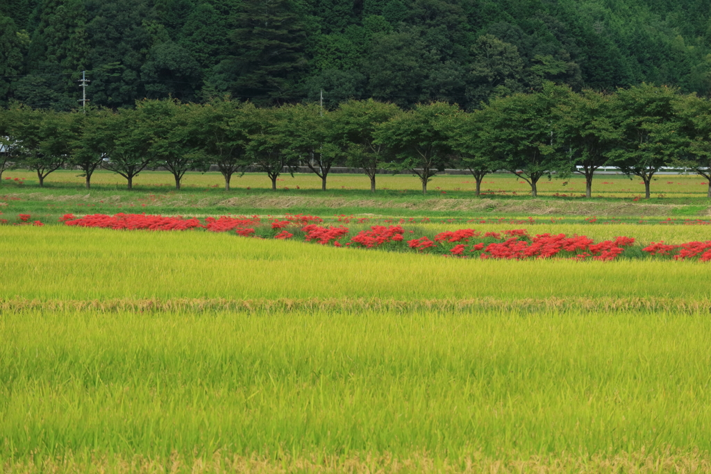 亀岡で