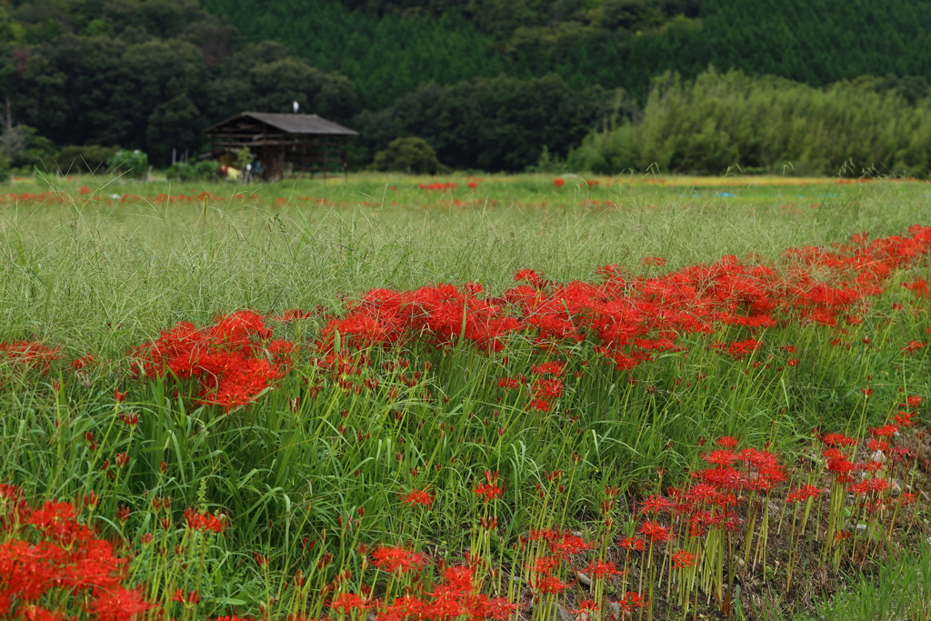亀岡で