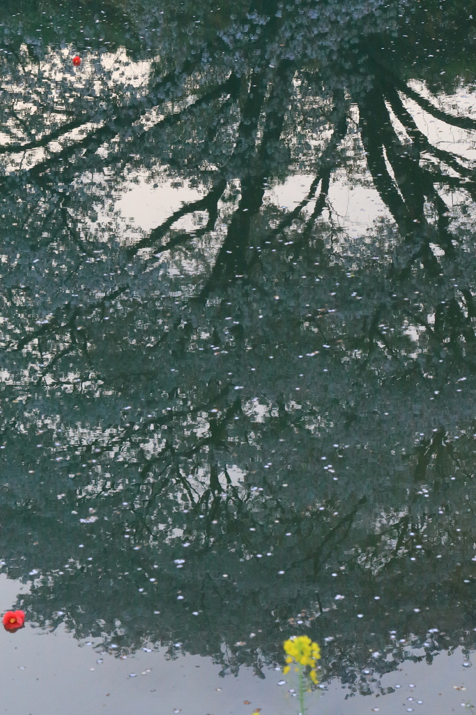 ジラカンス桜 