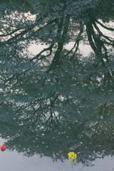 ジラカンス桜 